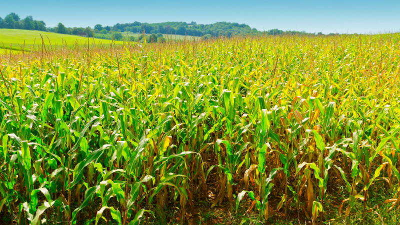 plantação milho plantação milho