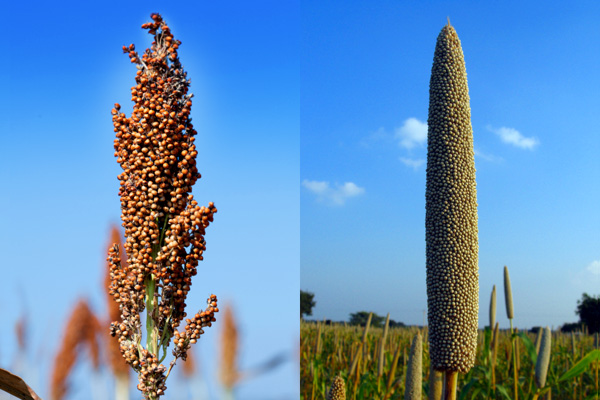 Sorgo e milheto Sorgo e milheto