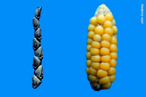 Teosinto e milho primitivo Teosinto e milho primitivo
