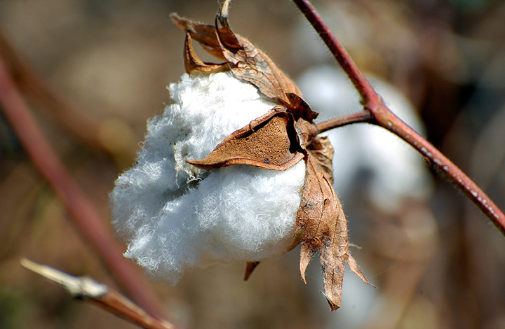 Algodão
