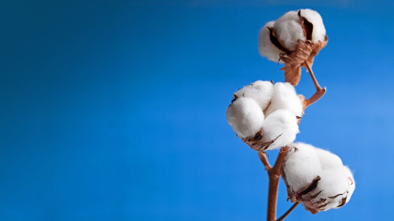 Algodão