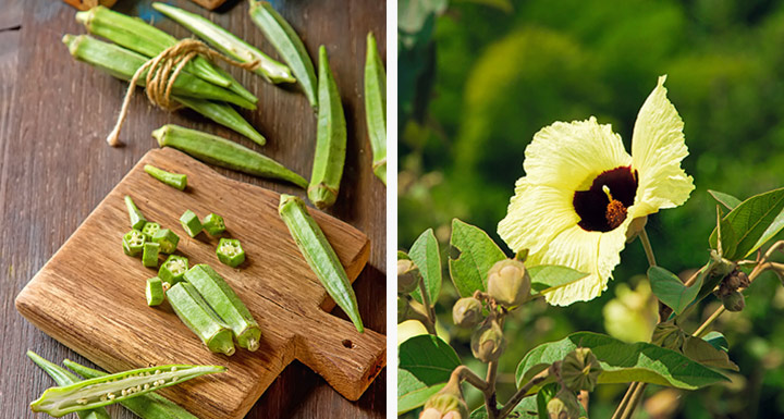 Quiabo e flor de algodão