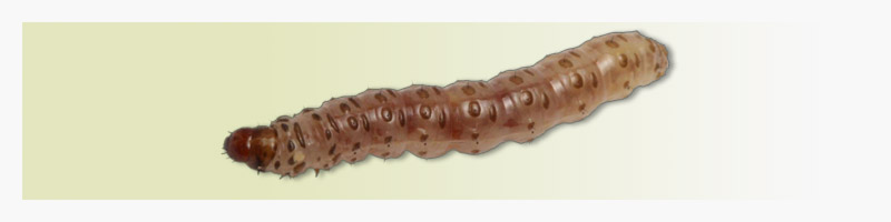 Diatraea saccharalis: praga da cana-de açúcar