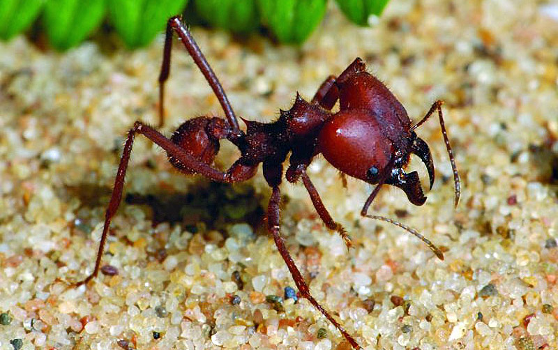 formiga saúva: praga da cana-de-açúcar