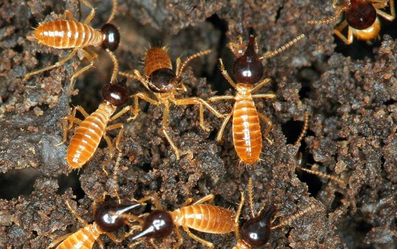 Nasutitermes spp: praga da cana-de-açúcar