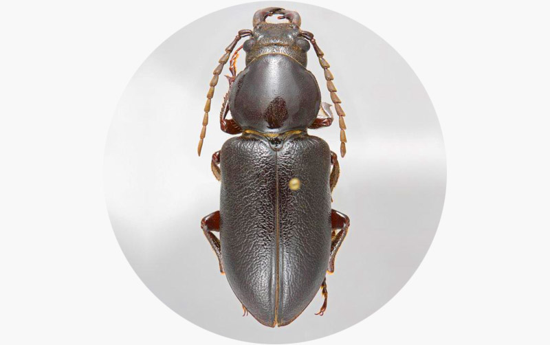 Migdolus fryanus: praga da cana-de-açúcar