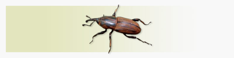 Sphenophorus levis: praga da cana-de-açúcar