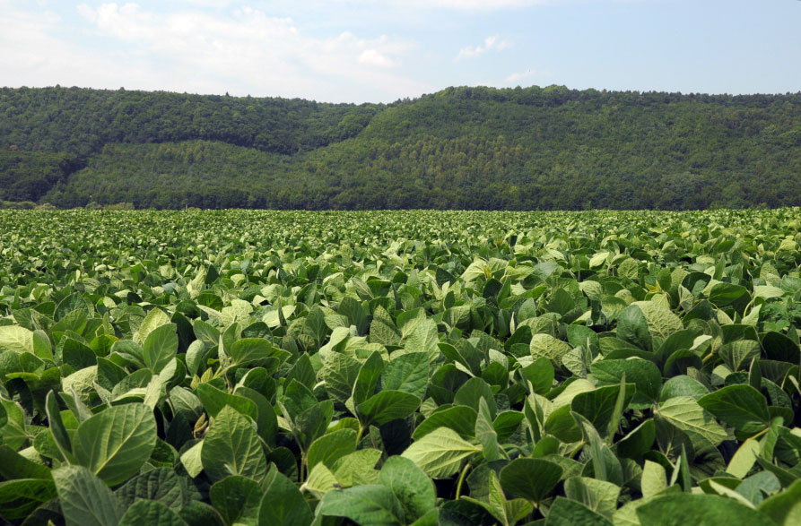 Imagem que mostra lavoura de soja próxima a floresta preservada.
