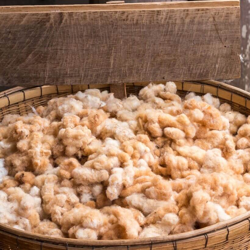 Algodão Colorido - Germoplasma