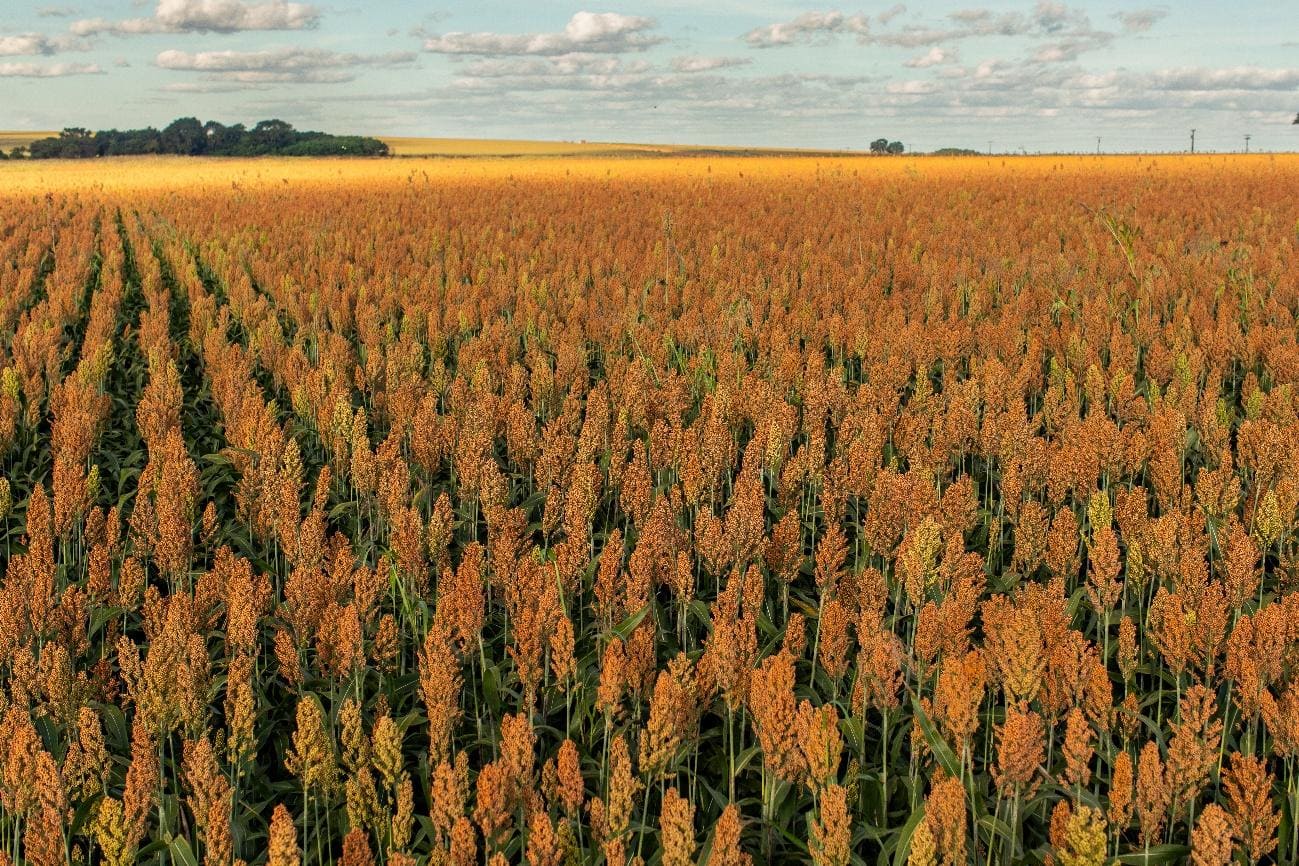 Área de sorgo tratada com bioinsumos na capital federal