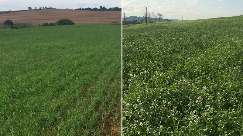 Aveia e nabo forrageiro