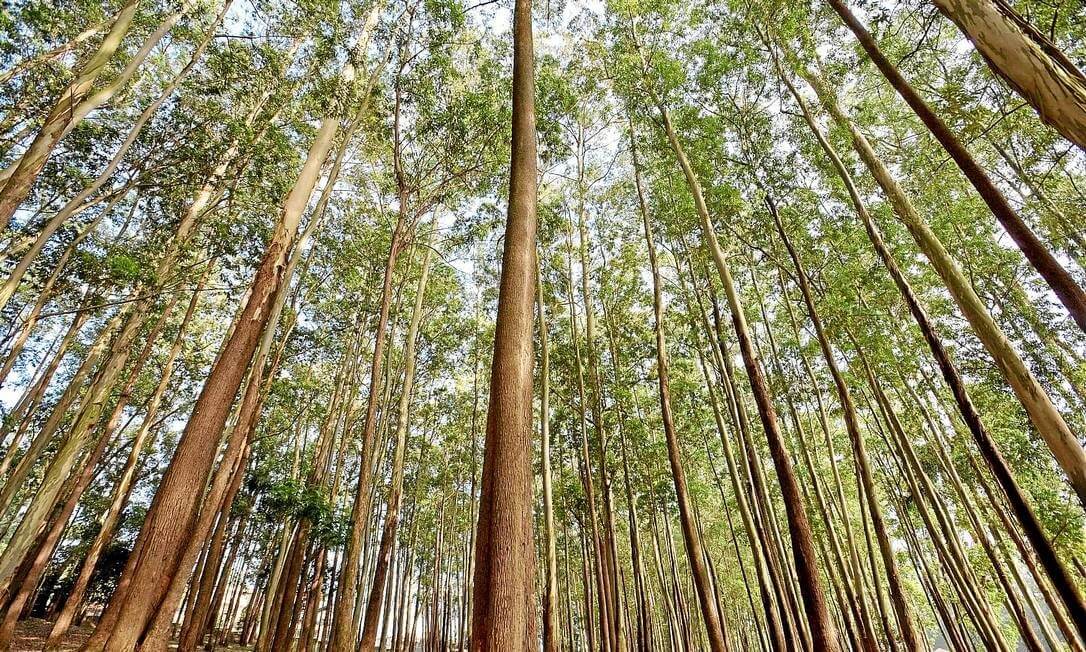 eucalipto transgênico