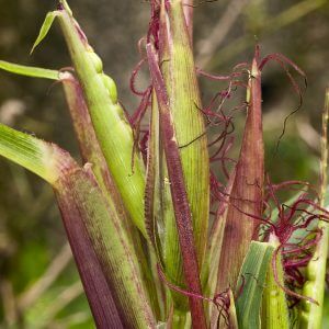 germoplasma - imagem - milho