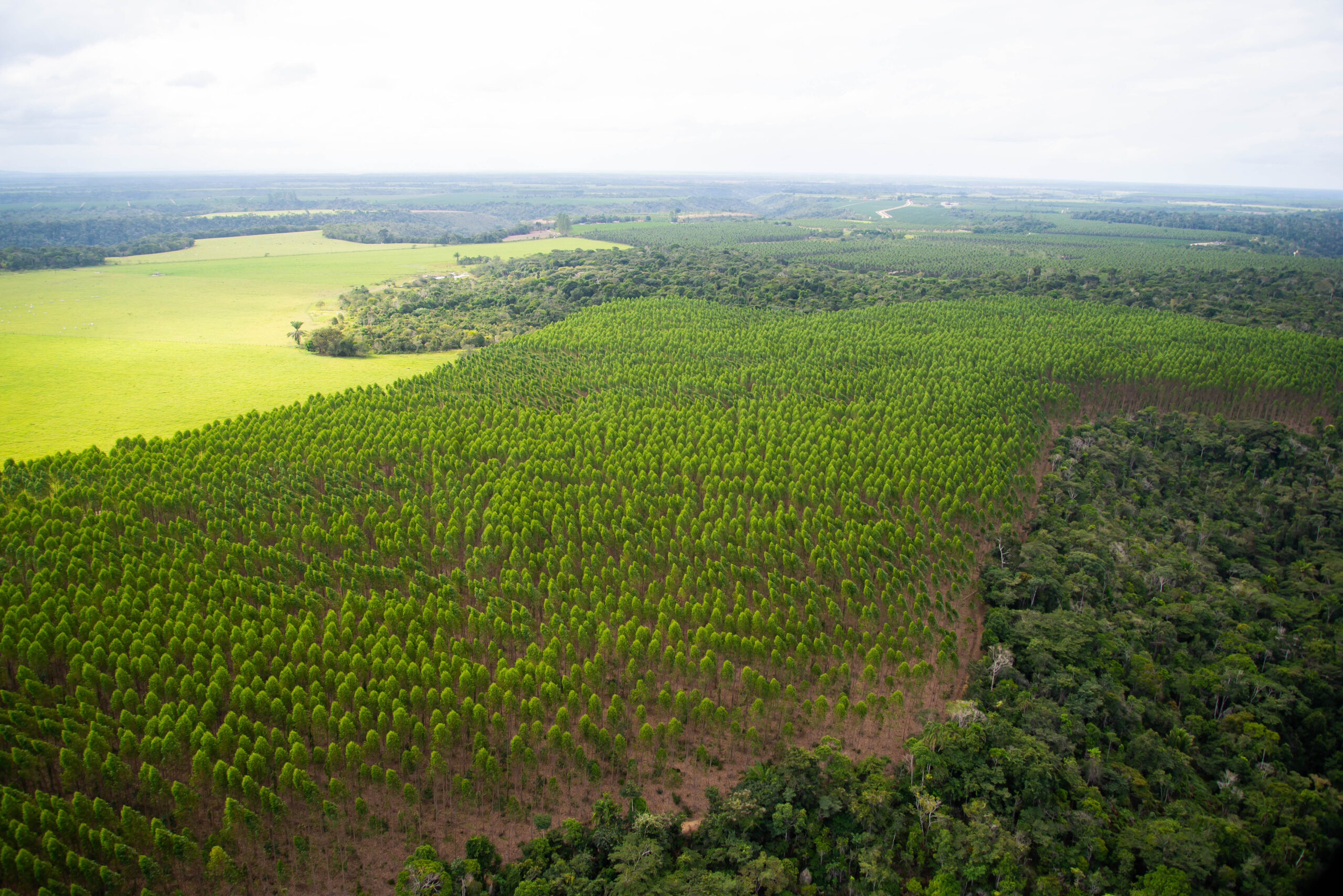 exploração florestal