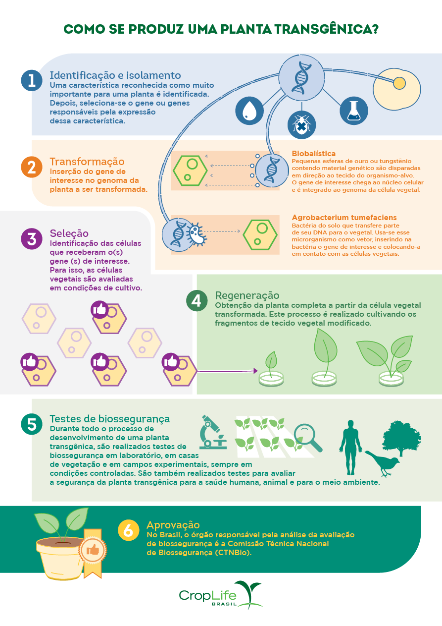 Ilustração contendo etapas com informações sobre transgênicos.