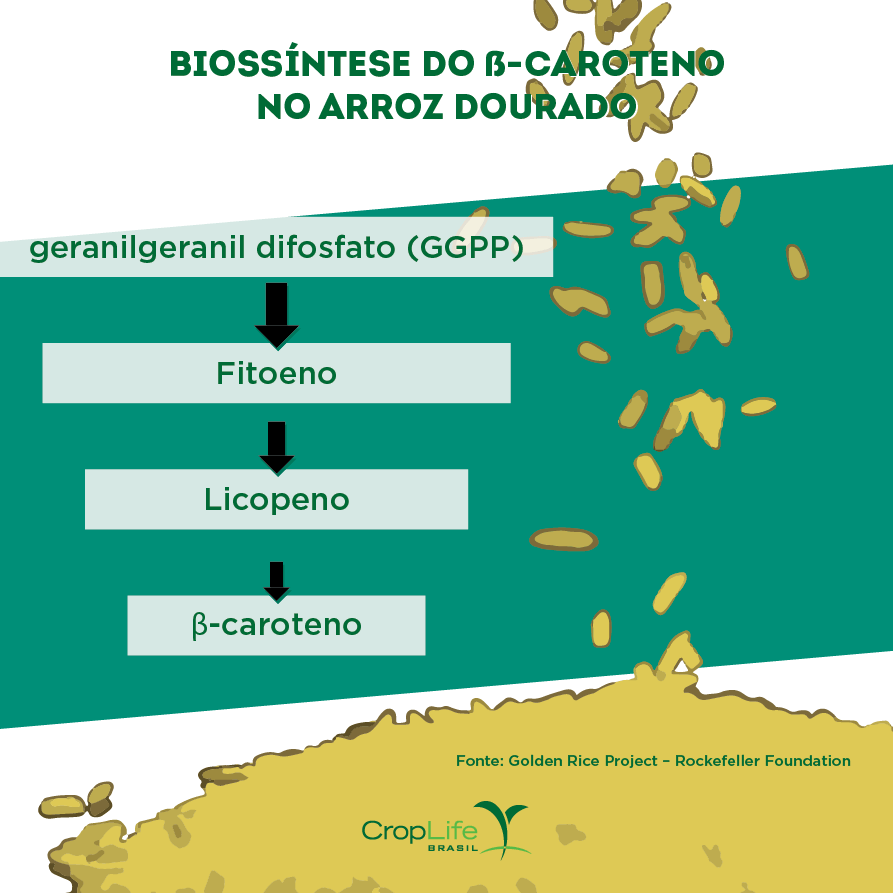 Biossíntese do B-Caroteno no Arroz Dourado Biossíntese do B-Caroteno no Arroz Dourado