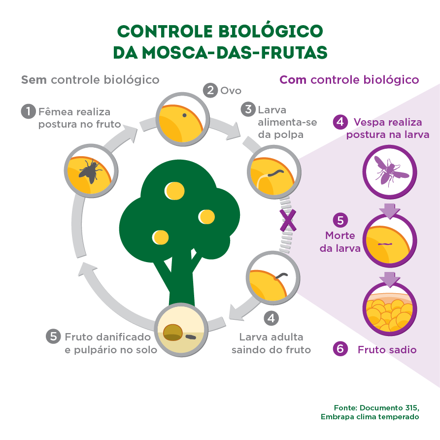 controle biológico das moscas-das-frutas
