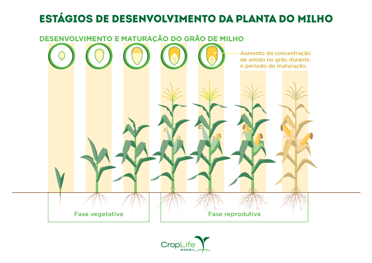 Cultura do milho: Estágios de desenvolvimento da planta do milho