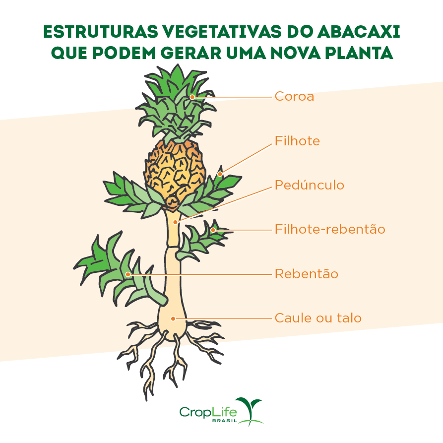 Estrutura vegetativa do abacaxi que pode gerar uma nova planta para propagação vegetativa