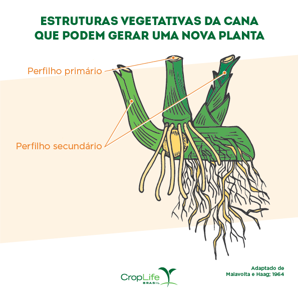 Estrutura vegetativa da cana que pode gerar uma nova planta para propagação vegetativa