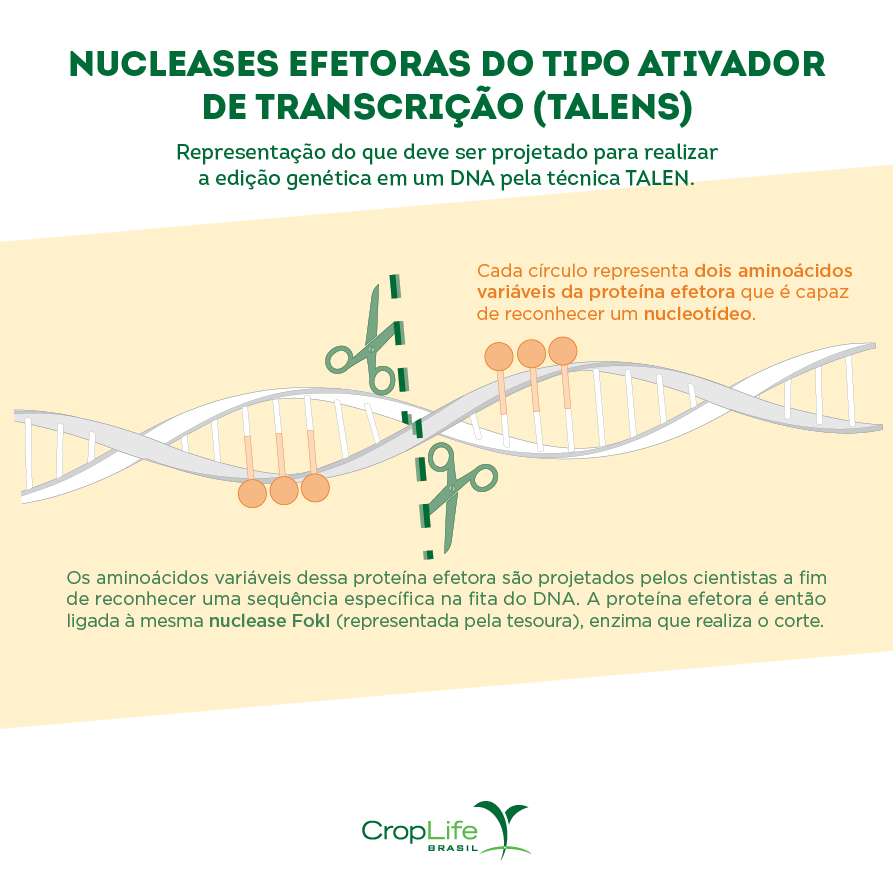 edição gênica: nucleases efetoras do tipo ativador de transcrição