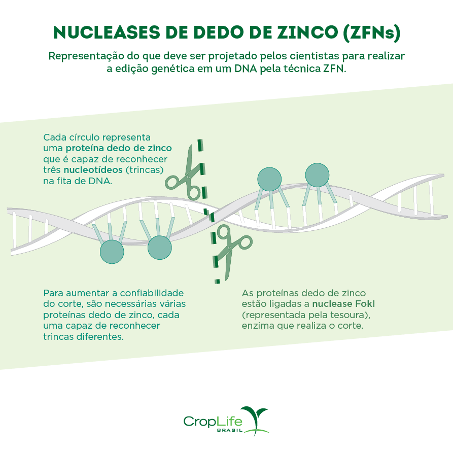 edição gênica: nucleases de dedo de zinco