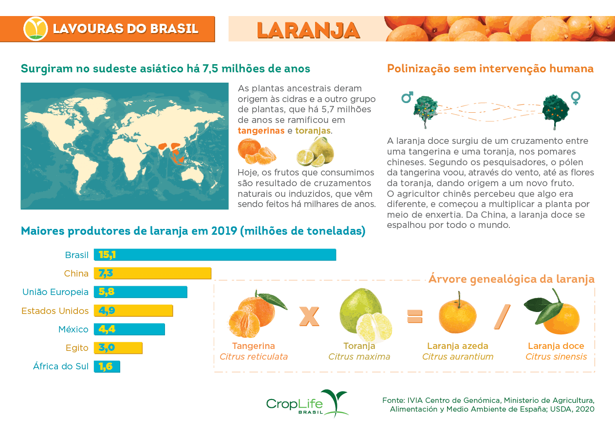 Lavouras e produção de laranjas no Brasil Lavouras e produção de laranjas no Brasil