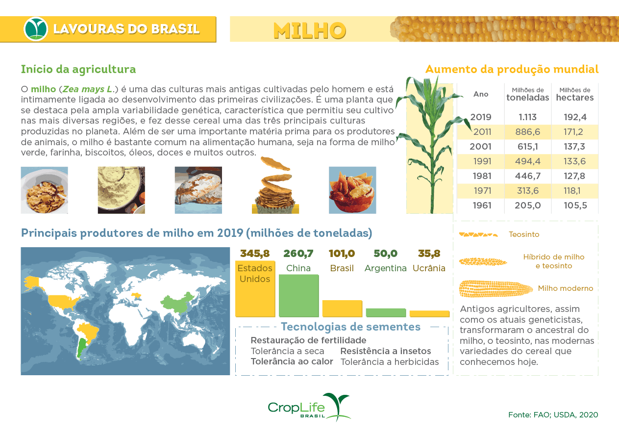 Infográfico sobre as lavouras de milho no Brasil