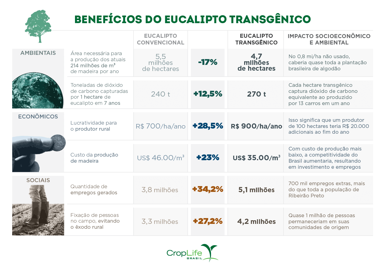 Benefícios do eucalipto transgênico 