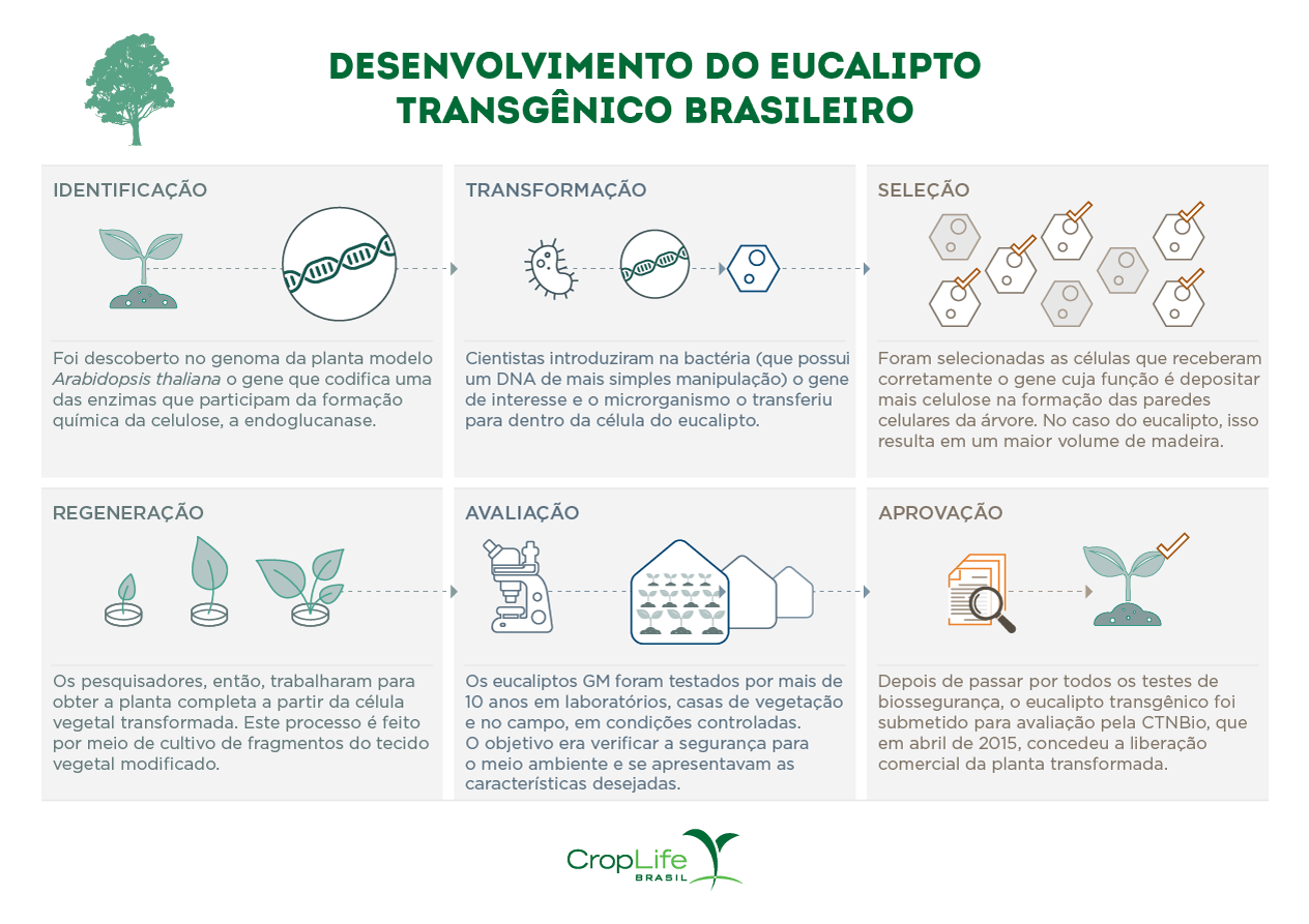 Desenvolvimento do eucalipto transgênico brasileiro
