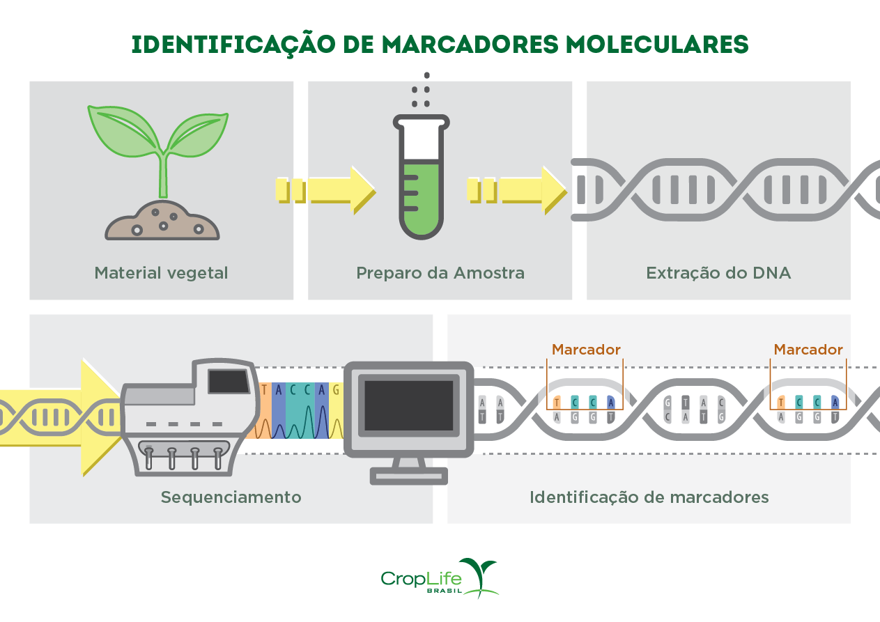 Infográfico mostrando como é realizada a identificação de marcadores moleculares