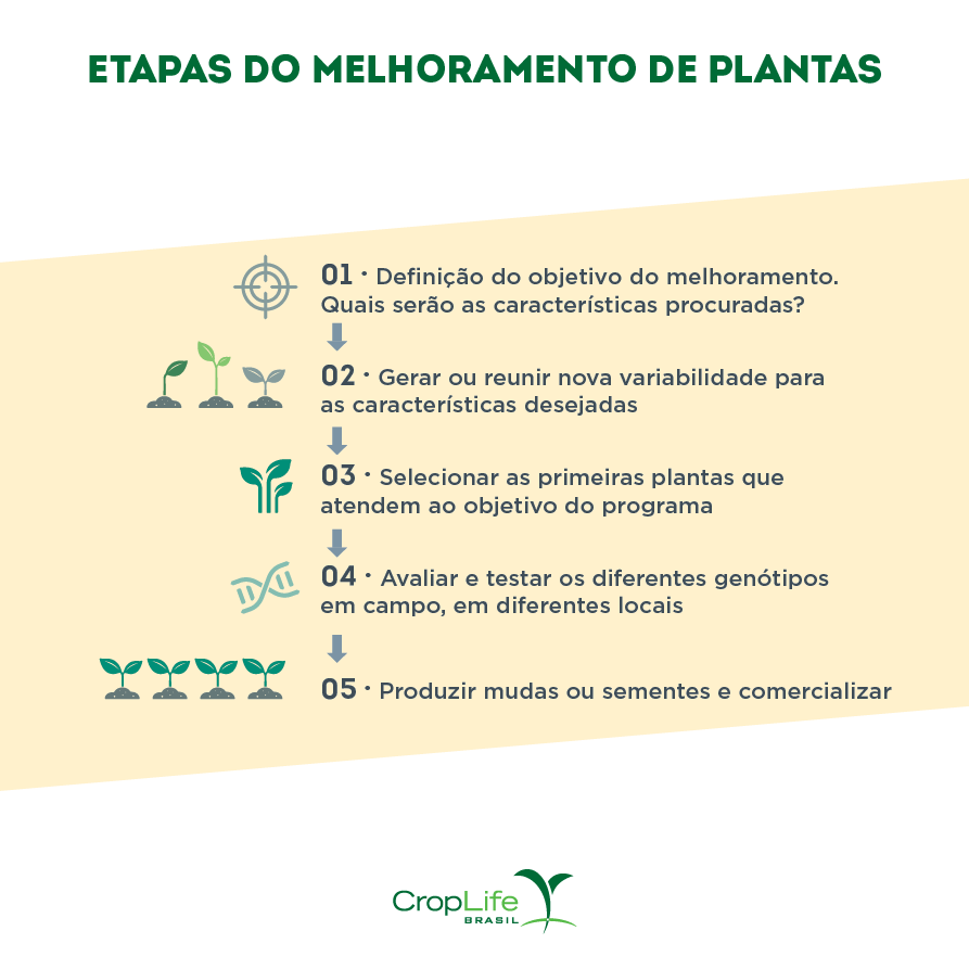 etapas do melhoramento genético de plantas