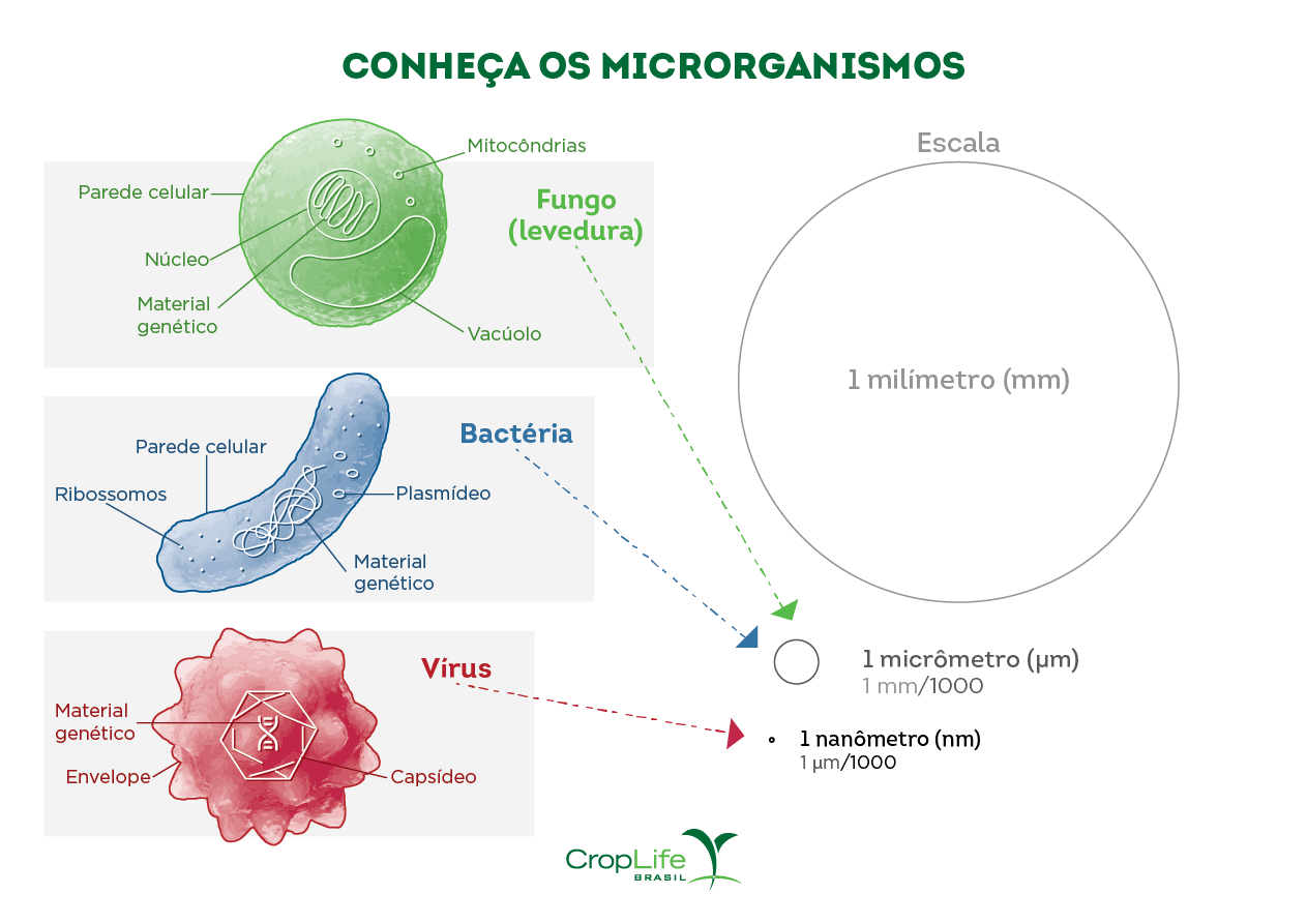 Infográfico mostrando a diferença de tamanho entre microrganismos