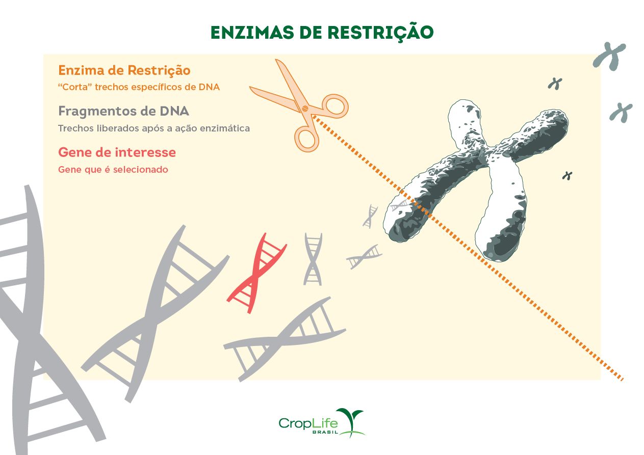 Infográfico explicando o funcionamento das enzimas de restrição para organismos geneticamente modificados