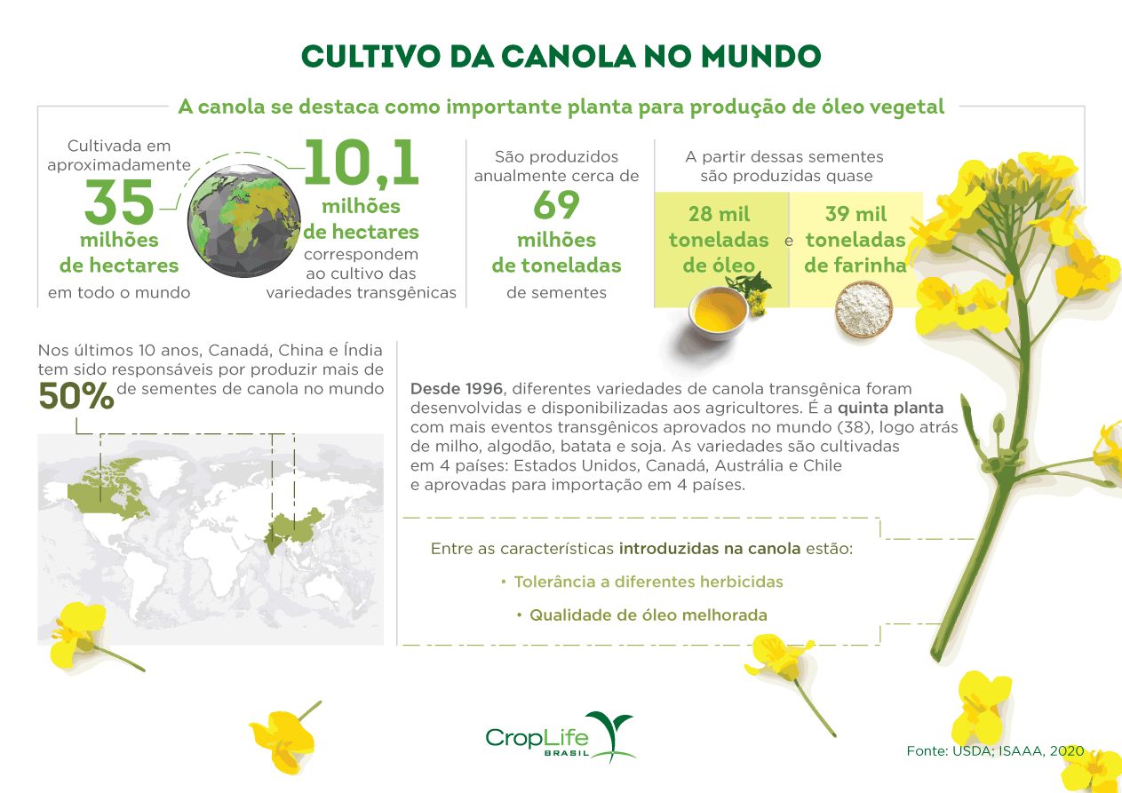 Infográfico mostrando o cultivo de canola e canola transgênica no mundo, utilizada para produzir o saudável óleo de canola