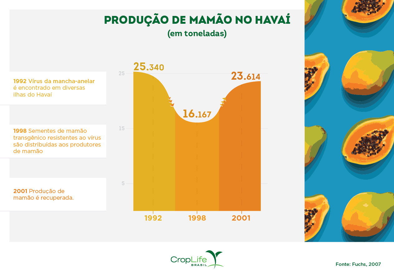 produção de mamão transgênico no Havaí Infográfico mostrando a produção e os benefícios do mamão transgênico no Havaí