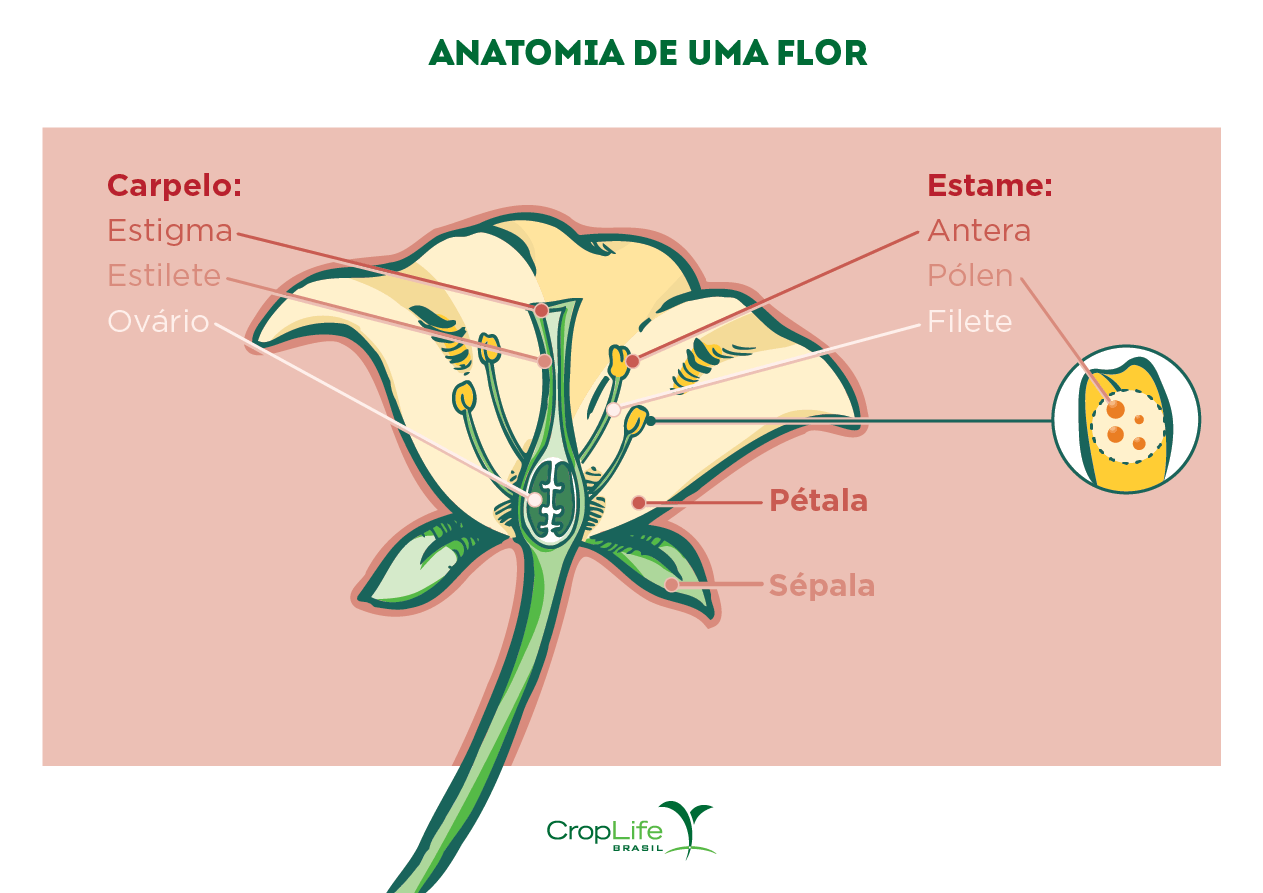 Anatomia de uma flor para reprodução das plantas Infográfico com anatomia de uma flor destacando seus órgãos reprodutivos