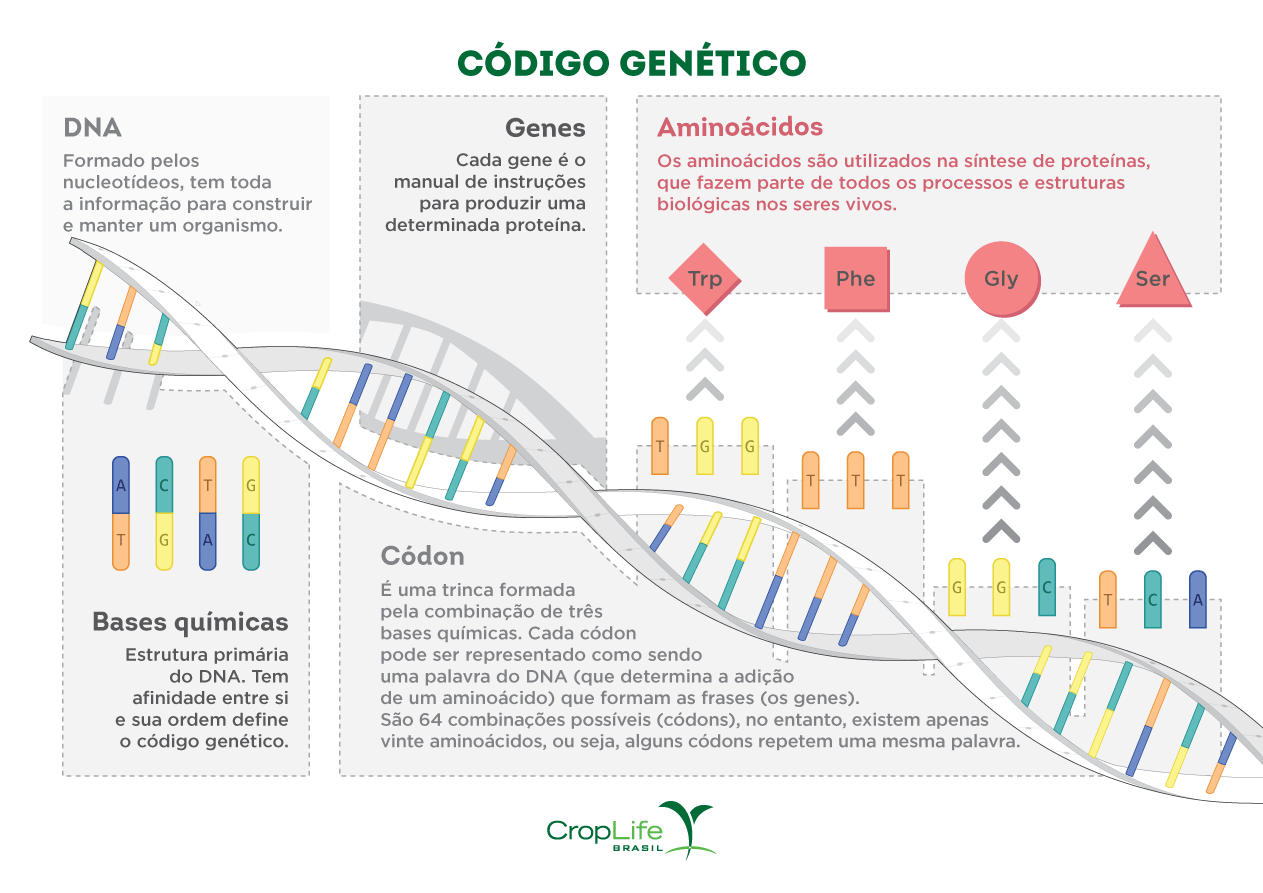 Explicação sobre o código genético para edição genética
