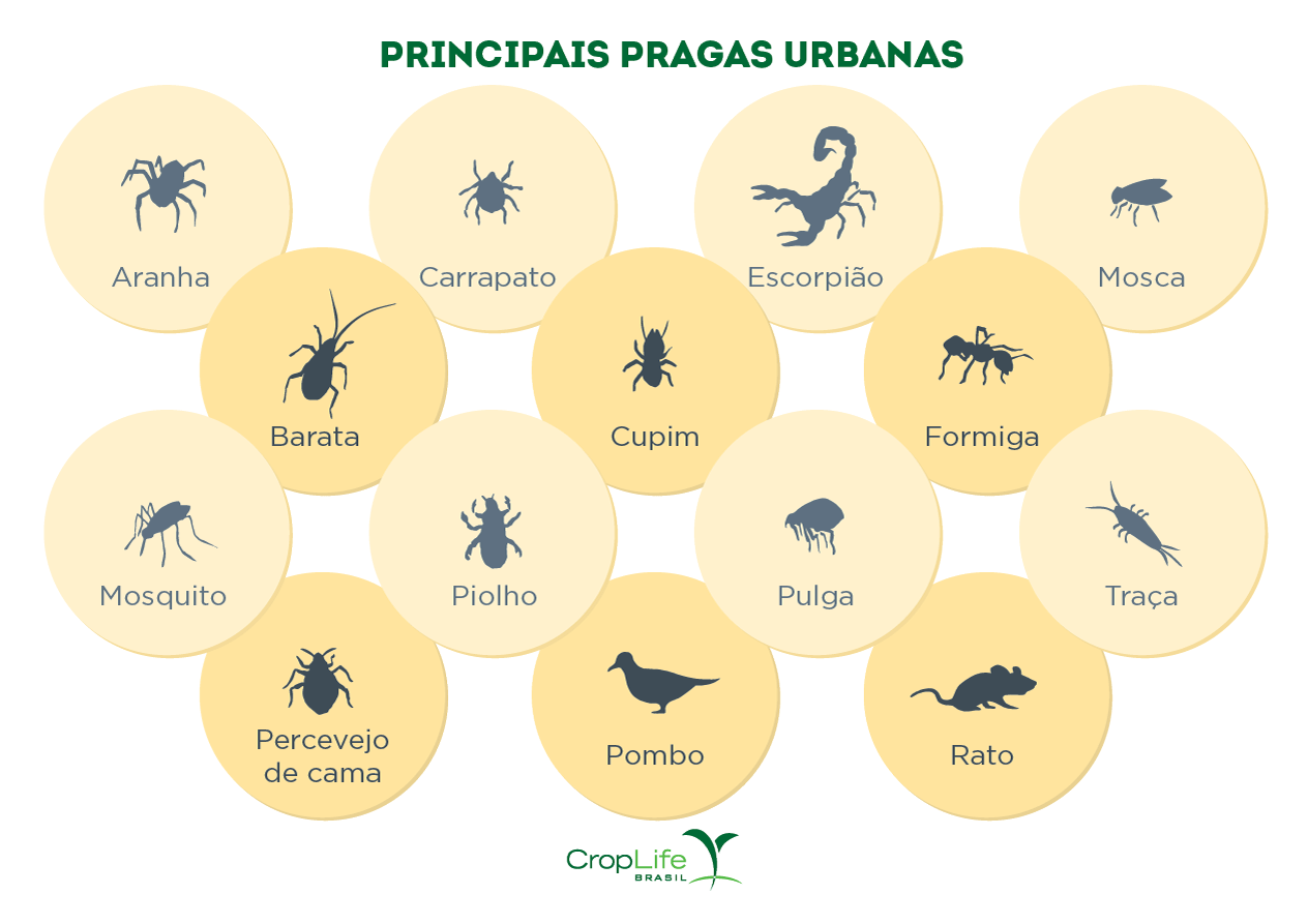 principais pragas urbanas
