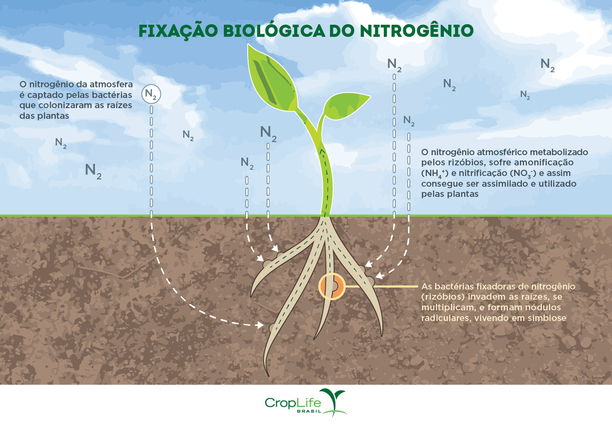 Infográfico explicando a fixação biológica do nitrogênio