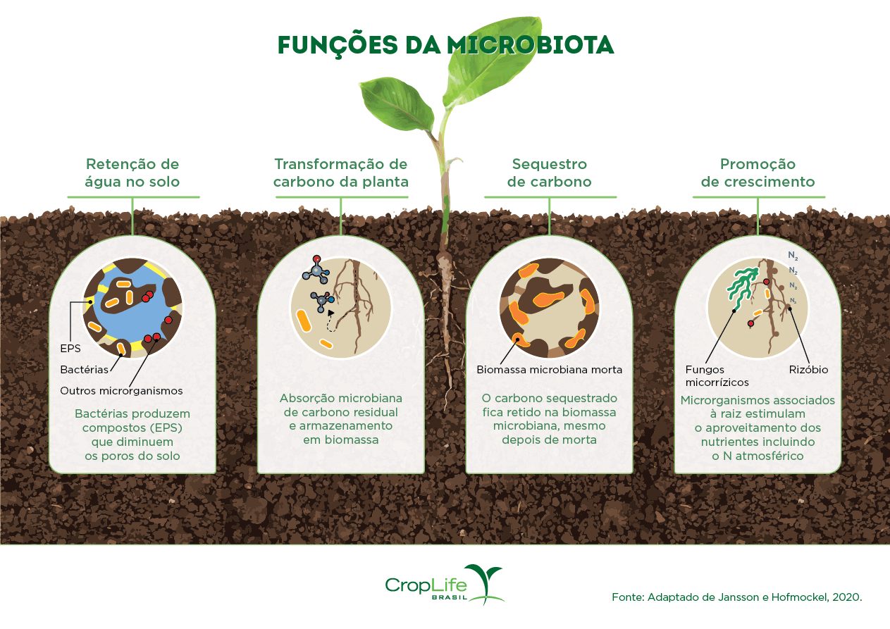 Demonstração das Funções da Microbiota do solo