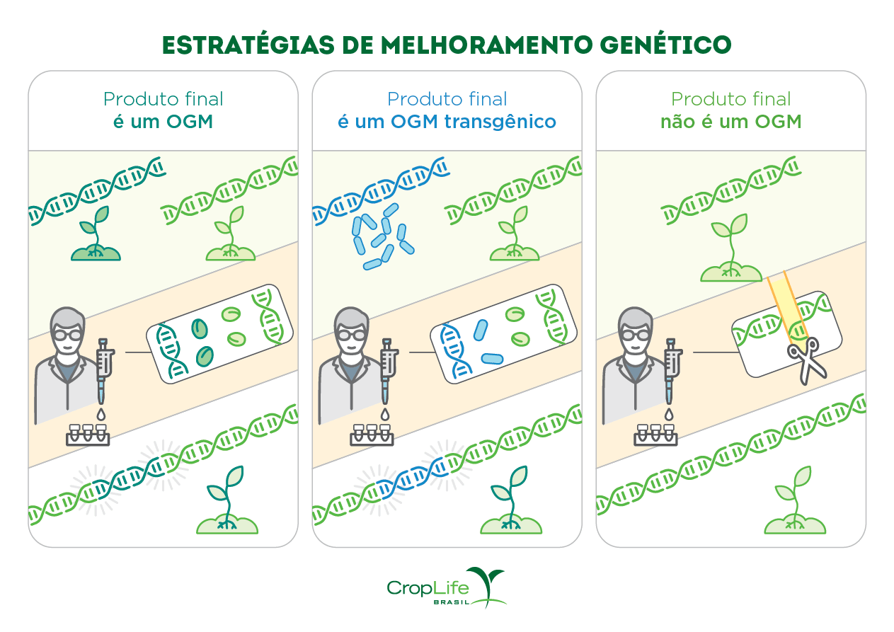 Infográfico mostrando estratégias de melhoramento genético utilizando a biotecnologia, diferenciando produtos OGM, transgênicos e não OGM