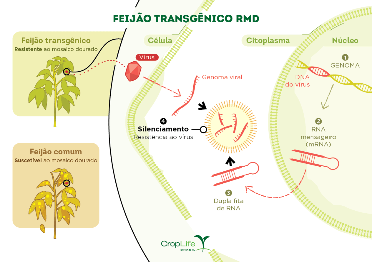 Feijão Trangênico RMD