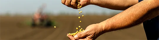 Boas Pr�ticas Agr�colas - Combate ao uso de insumos ilegais